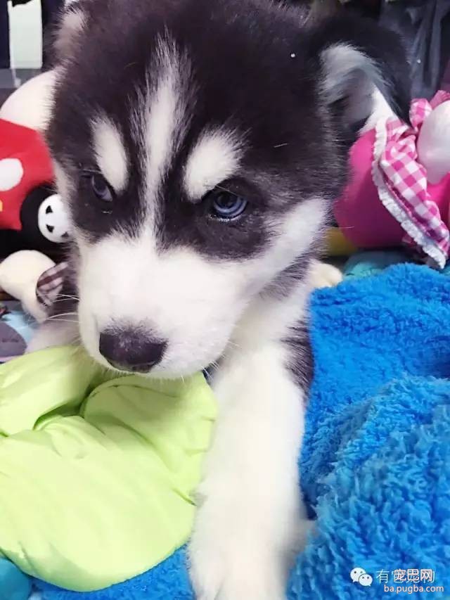 狗狗驱虫很重要，你了解多少？-3.jpeg