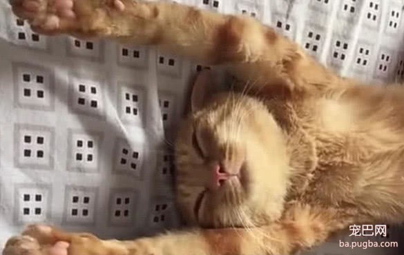 母猫在给小猫喂奶，主人好奇凑近观察，一看这喂奶姿势瞬间笑趴-4.jpeg