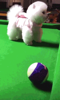 狗狗捡到主人开心的跑过来，下一秒一头扎进球洞里！-1.gif