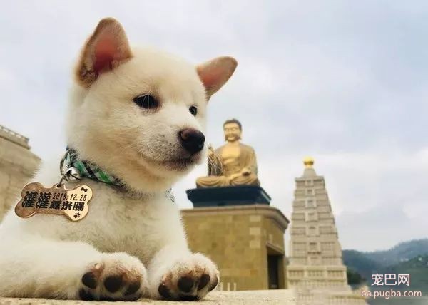 小白柴被卡住后鬼哭狼嚎，可铲屎官看了一眼后：想给它颁个奖！-1.jpeg