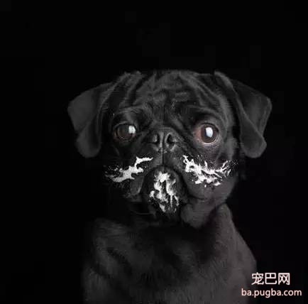 狗狗做错事，主人应该这样做才管用-1.jpeg