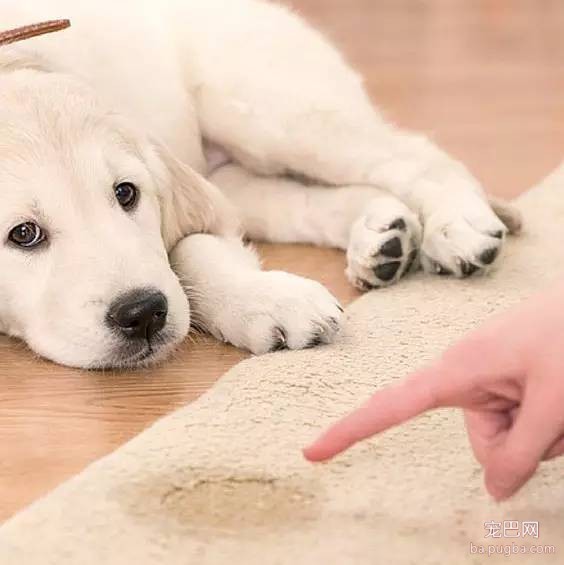 狗狗做错事，主人应该这样做才管用-2.jpeg