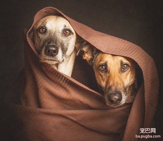 狗狗做错事，主人应该这样做才管用-5.jpeg