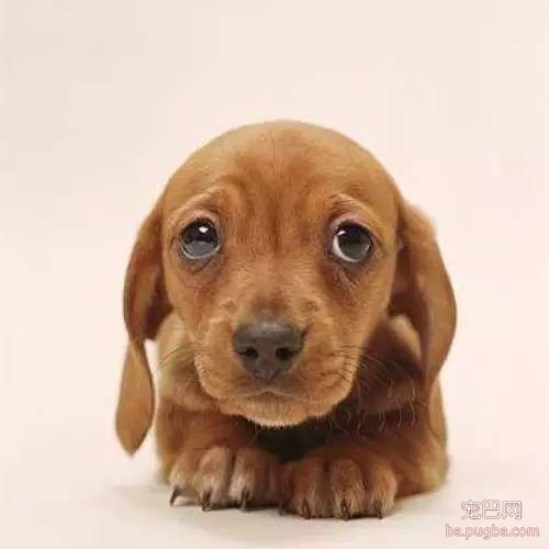 狗狗做错事，主人应该这样做才管用-6.jpeg