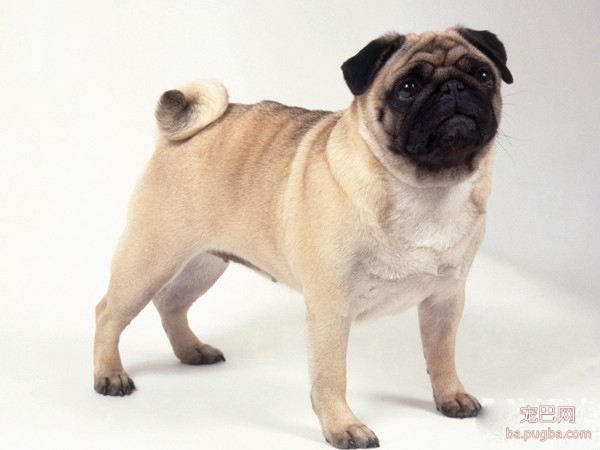 巴哥犬