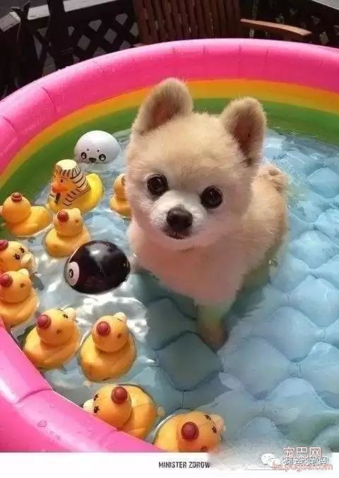 狗狗细小病毒的症状与治疗方法-1.jpeg