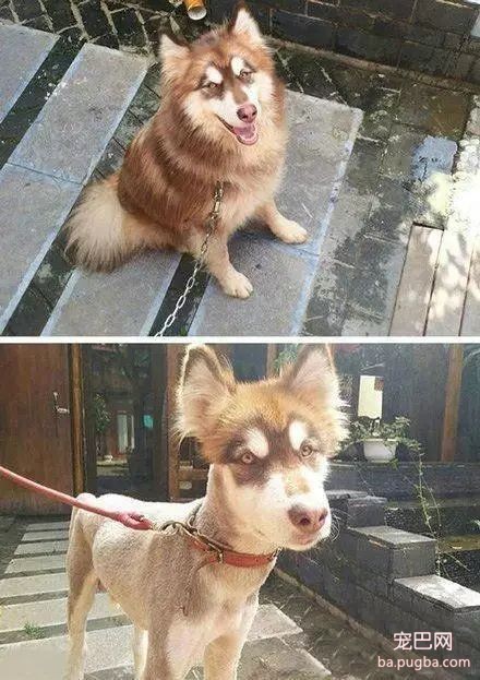 狗狗被剃完毛后，简直生无可恋~-8.jpeg