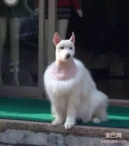狗狗被剃完毛后，简直生无可恋~-5.jpeg