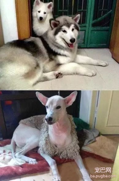 狗狗被剃完毛后，简直生无可恋~-7.jpeg