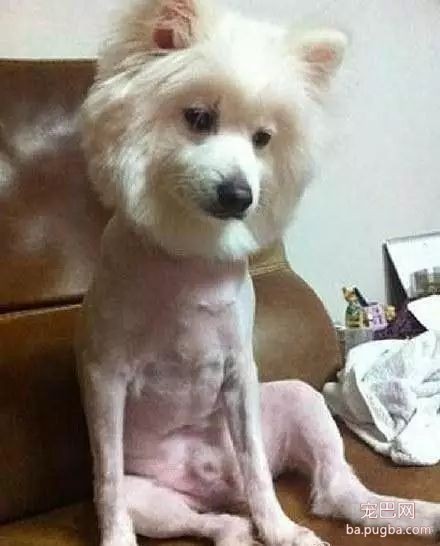 狗狗被剃完毛后，简直生无可恋~-4.jpeg