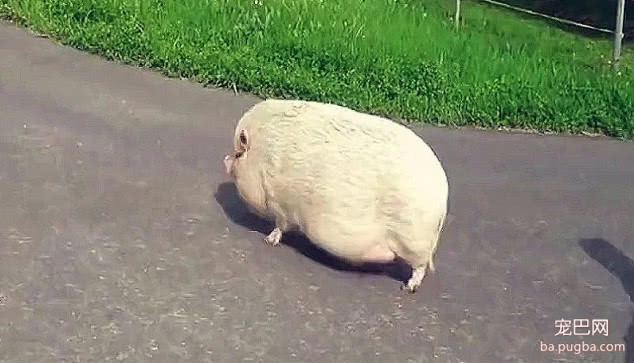 老奶奶养猪8年不舍卖，当家人见到本尊时，都看得哭笑不得！-1.jpeg
