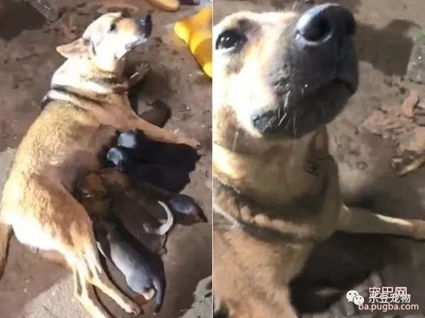 母爱都是一样的，流浪狗妈妈被压断腿，忍着伤痛坚持喂奶！-2.jpeg
