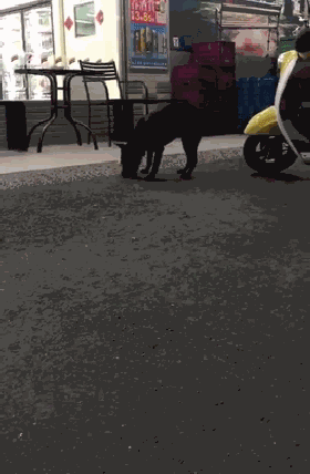 拿零食去逗流浪狗，可它却丝毫没兴趣，反而盯上了...-3.gif