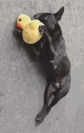 拿零食去逗流浪狗，可它却丝毫没兴趣，反而盯上了...-5.gif