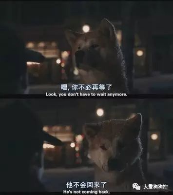 推荐九部关于狗狗的高分电影，有你没看过的吗？-2.jpeg