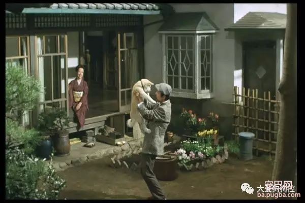 推荐九部关于狗狗的高分电影，有你没看过的吗？-3.jpeg