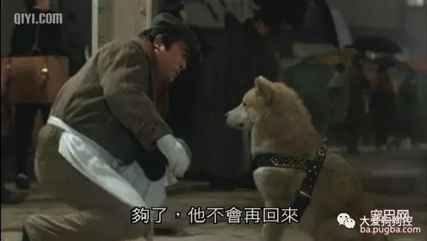 推荐九部关于狗狗的高分电影，有你没看过的吗？-4.jpeg