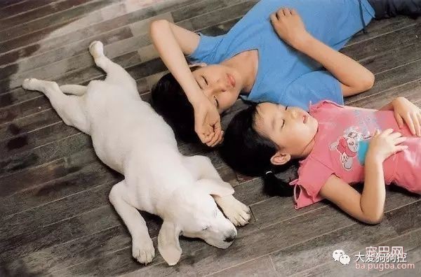 推荐九部关于狗狗的高分电影，有你没看过的吗？-13.jpeg