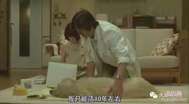 推荐九部关于狗狗的高分电影，有你没看过的吗？-8.jpeg