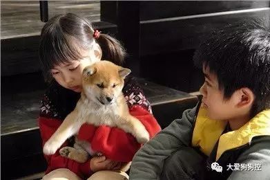 推荐九部关于狗狗的高分电影，有你没看过的吗？-11.jpeg