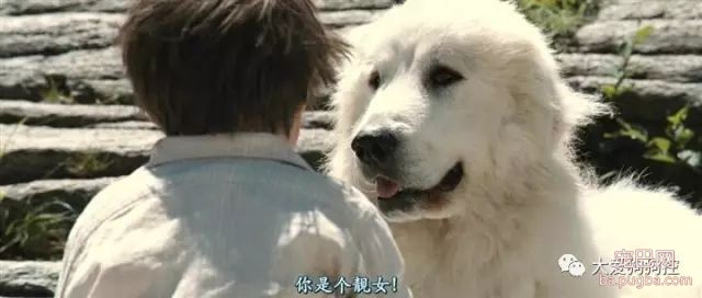 推荐九部关于狗狗的高分电影，有你没看过的吗？-18.jpeg