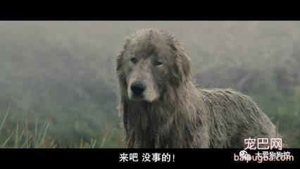 推荐九部关于狗狗的高分电影，有你没看过的吗？-17.jpeg