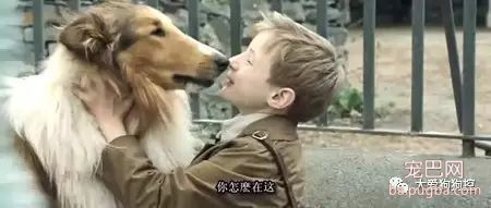 推荐九部关于狗狗的高分电影，有你没看过的吗？-16.jpeg