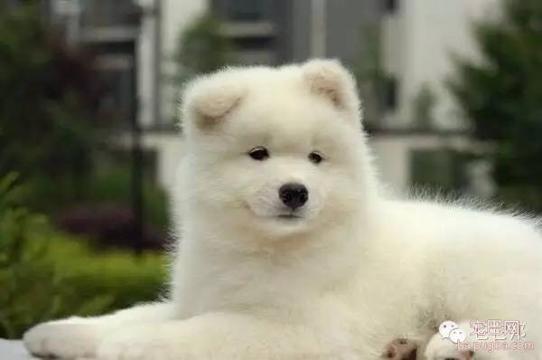春天养狗要注意什么？-1.jpeg