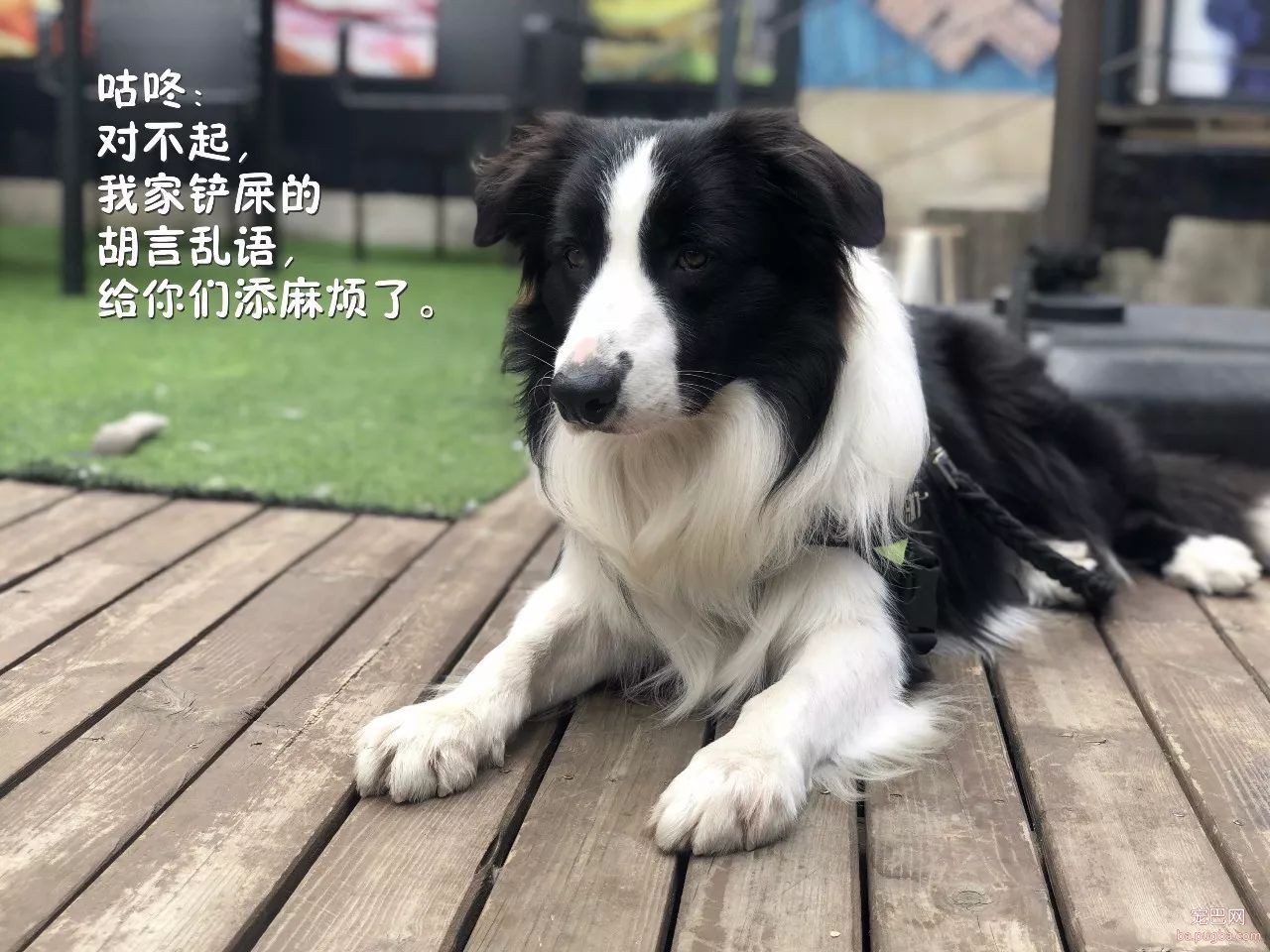 抖音里的狗子没一个正常的，全是假狗-3.jpeg