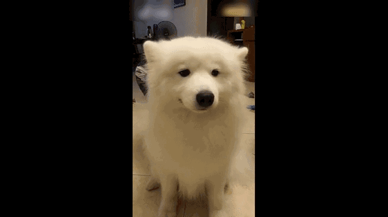 抖音里的狗子没一个正常的，全是假狗-2.gif