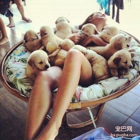 金毛小天使，心都要被萌化了~-11.jpeg