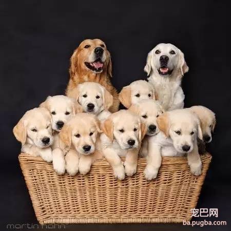 金毛小天使，心都要被萌化了~-23.jpeg