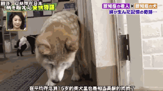 狗狗和主人都因老年痴呆而被迫分离，一年后重逢，却认出了彼此-5.gif