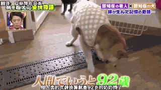 狗狗和主人都因老年痴呆而被迫分离，一年后重逢，却认出了彼此-4.gif