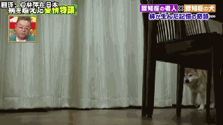 狗狗和主人都因老年痴呆而被迫分离，一年后重逢，却认出了彼此-16.gif