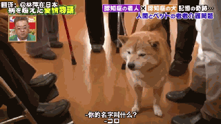 狗狗和主人都因老年痴呆而被迫分离，一年后重逢，却认出了彼此-25.gif
