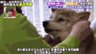 狗狗和主人都因老年痴呆而被迫分离，一年后重逢，却认出了彼此-47.gif