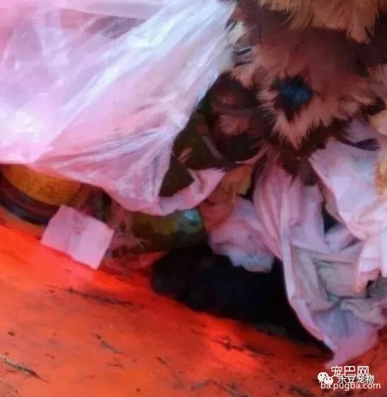 几十度的高温，小奶狗刚出生就被扔，中暑模样让人心疼！-1.jpeg