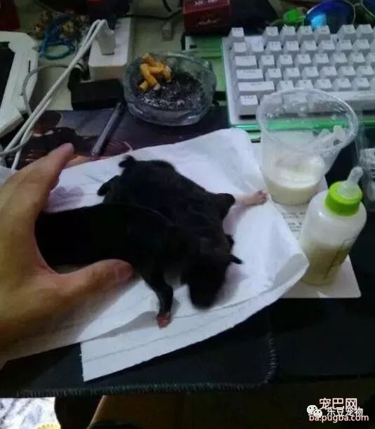 几十度的高温，小奶狗刚出生就被扔，中暑模样让人心疼！-6.jpeg