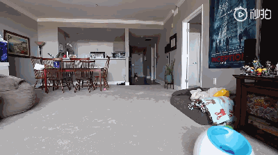 主人不在家时，柯基都在干啥？-3.gif