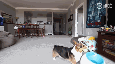 主人不在家时，柯基都在干啥？-5.gif