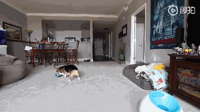 主人不在家时，柯基都在干啥？-4.gif
