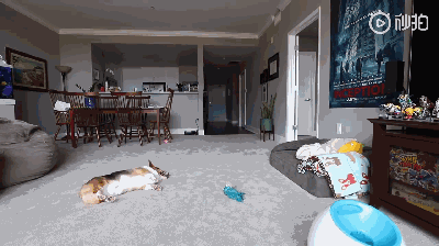 主人不在家时，柯基都在干啥？-6.gif