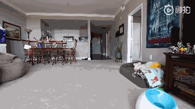 主人不在家时，柯基都在干啥？-9.gif