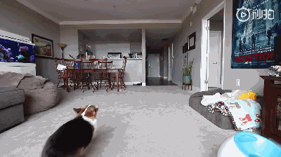 主人不在家时，柯基都在干啥？-8.gif