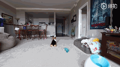 主人不在家时，柯基都在干啥？-10.gif
