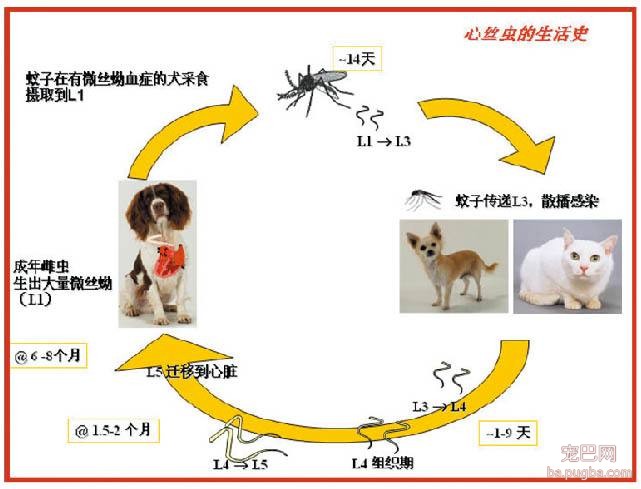 心丝虫.jpg