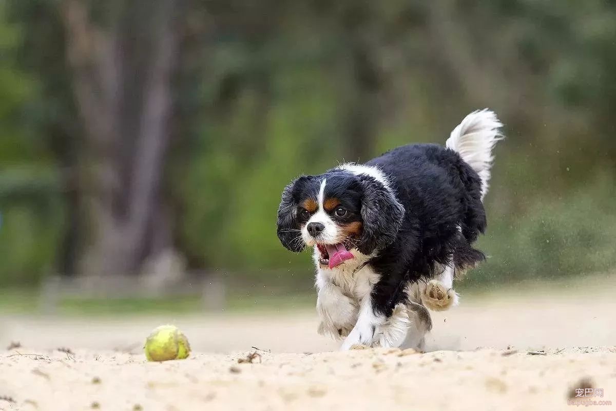 天生的贵族、英国的骑士——查理王小猎犬-4.jpeg