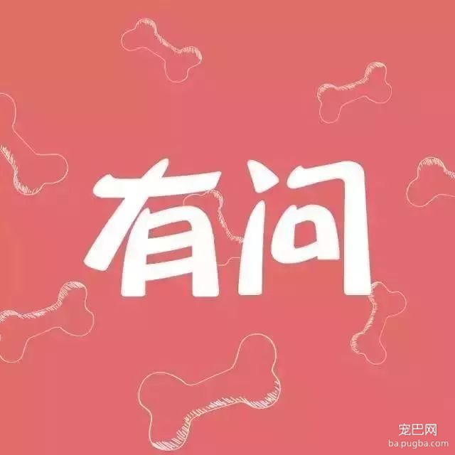 天生的贵族、英国的骑士——查理王小猎犬-1.jpeg