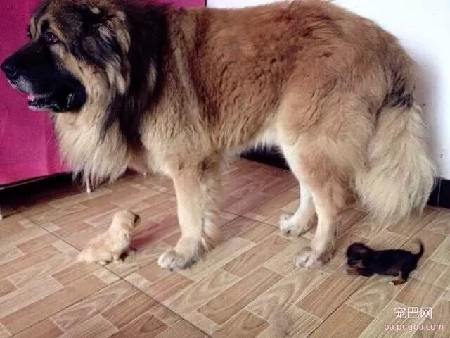当你想养一条大型犬，请务必先考虑以下几种情况-3.jpeg